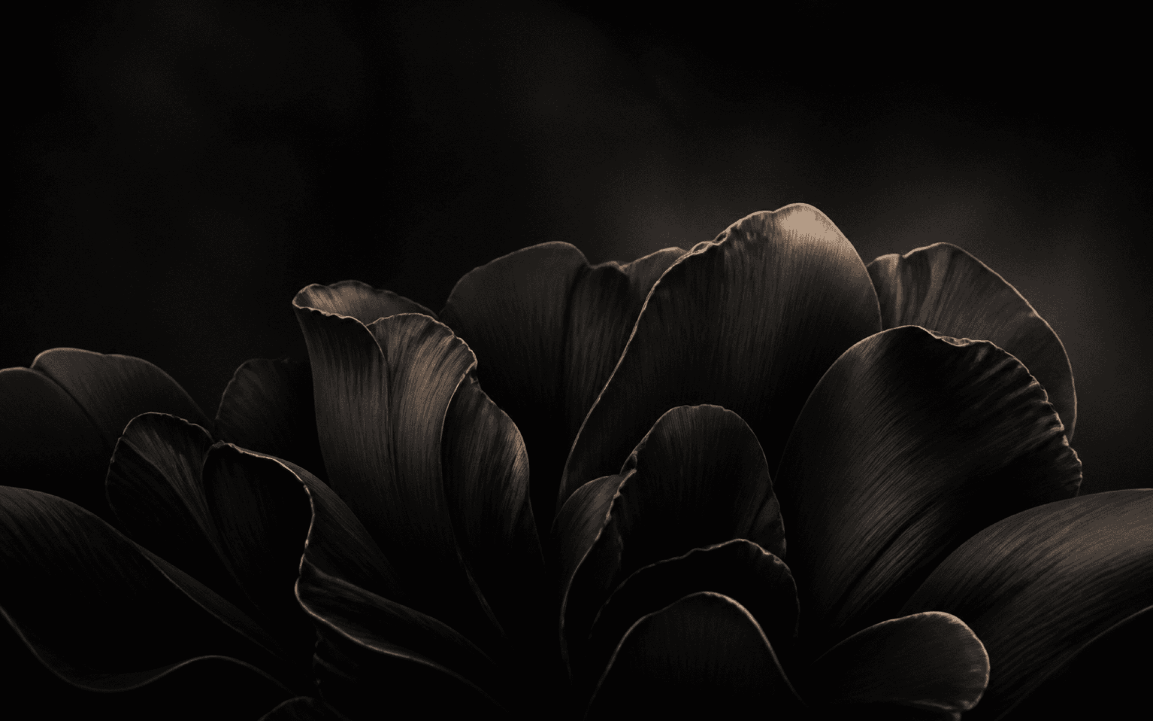Obsidian Bloom wallpaper preview