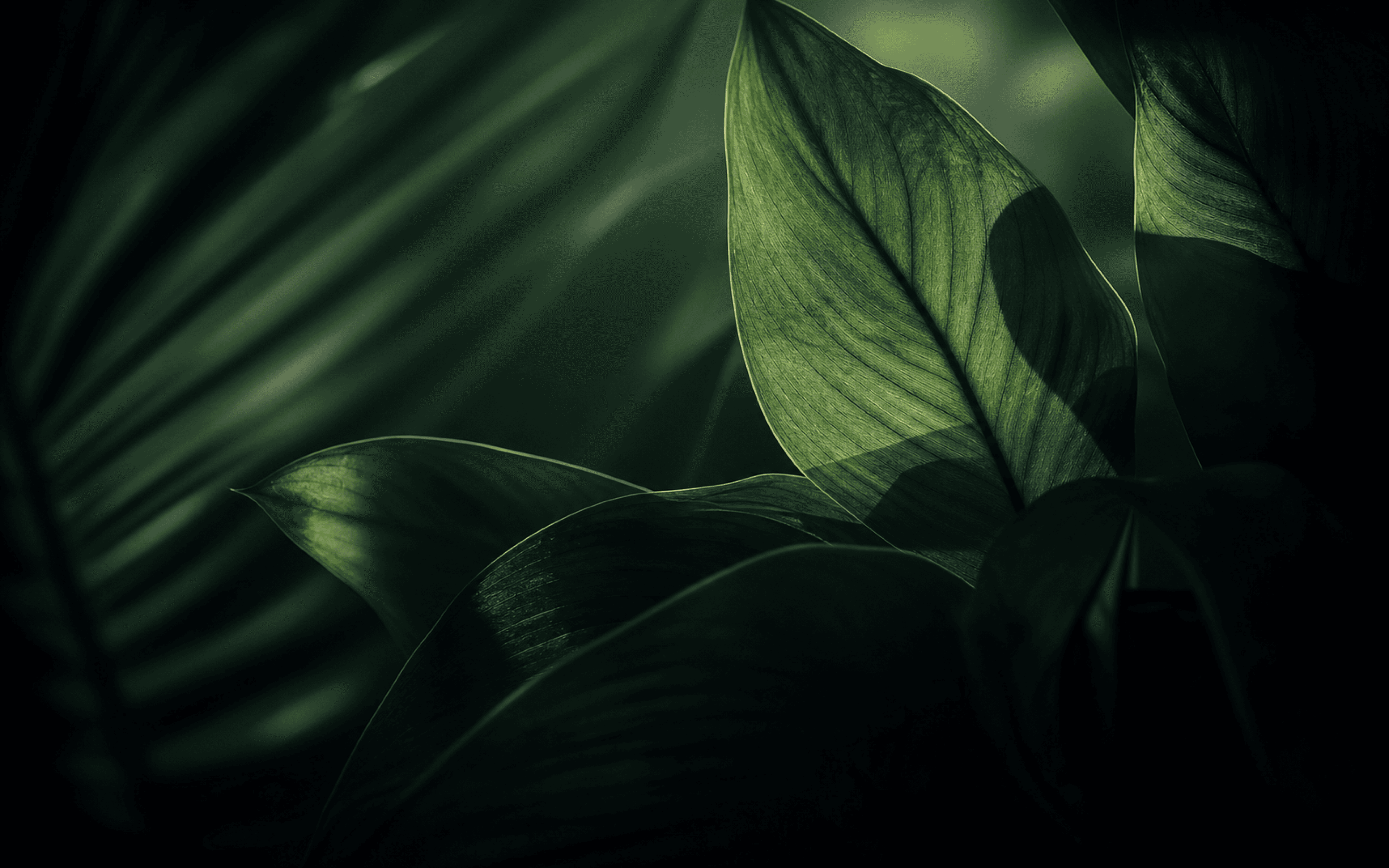 Verdant Silence wallpaper preview